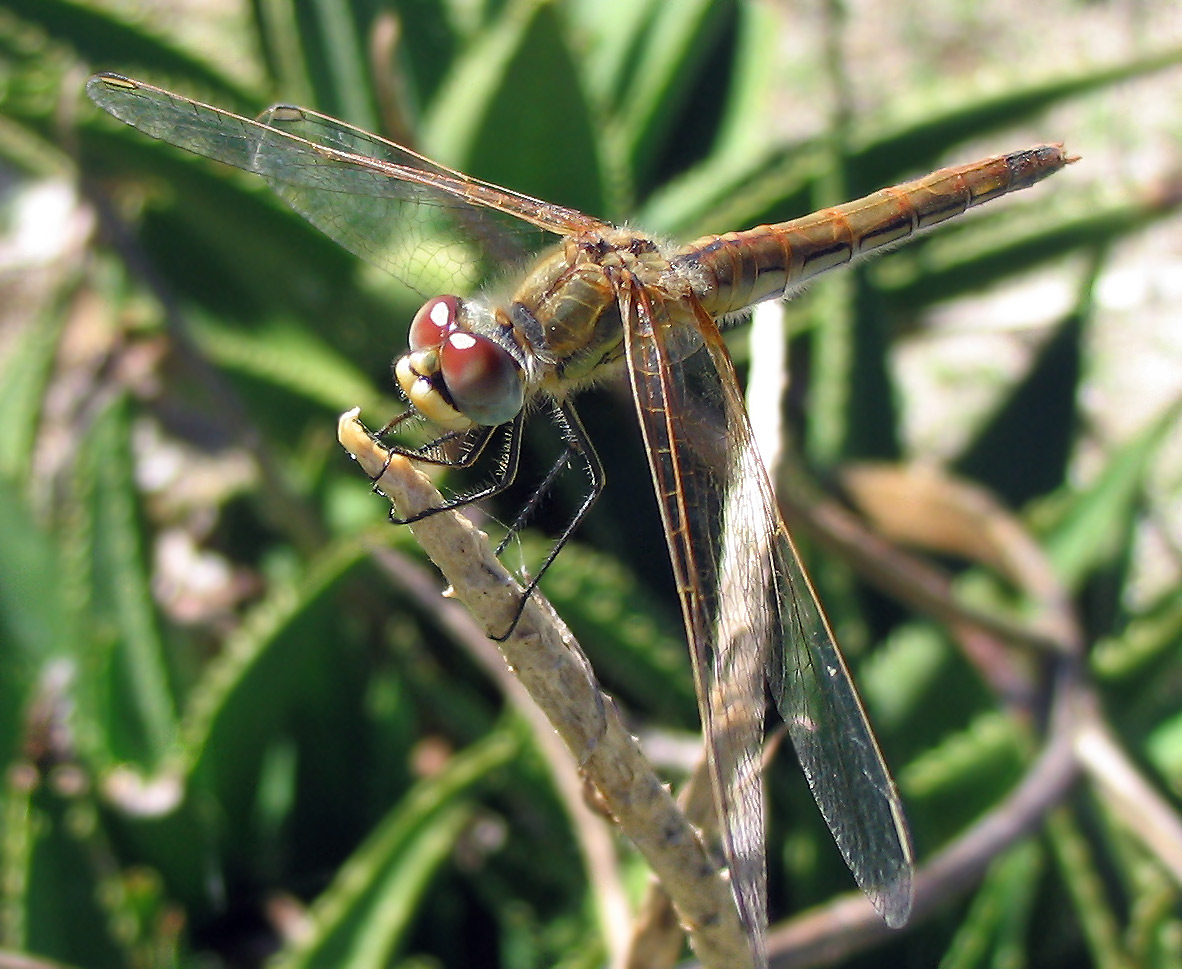 Sympetrum fonscolombii femmina