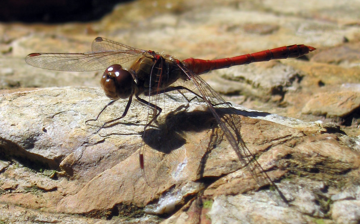 Sympetrum striolatum (Odonata, Libellulidae)