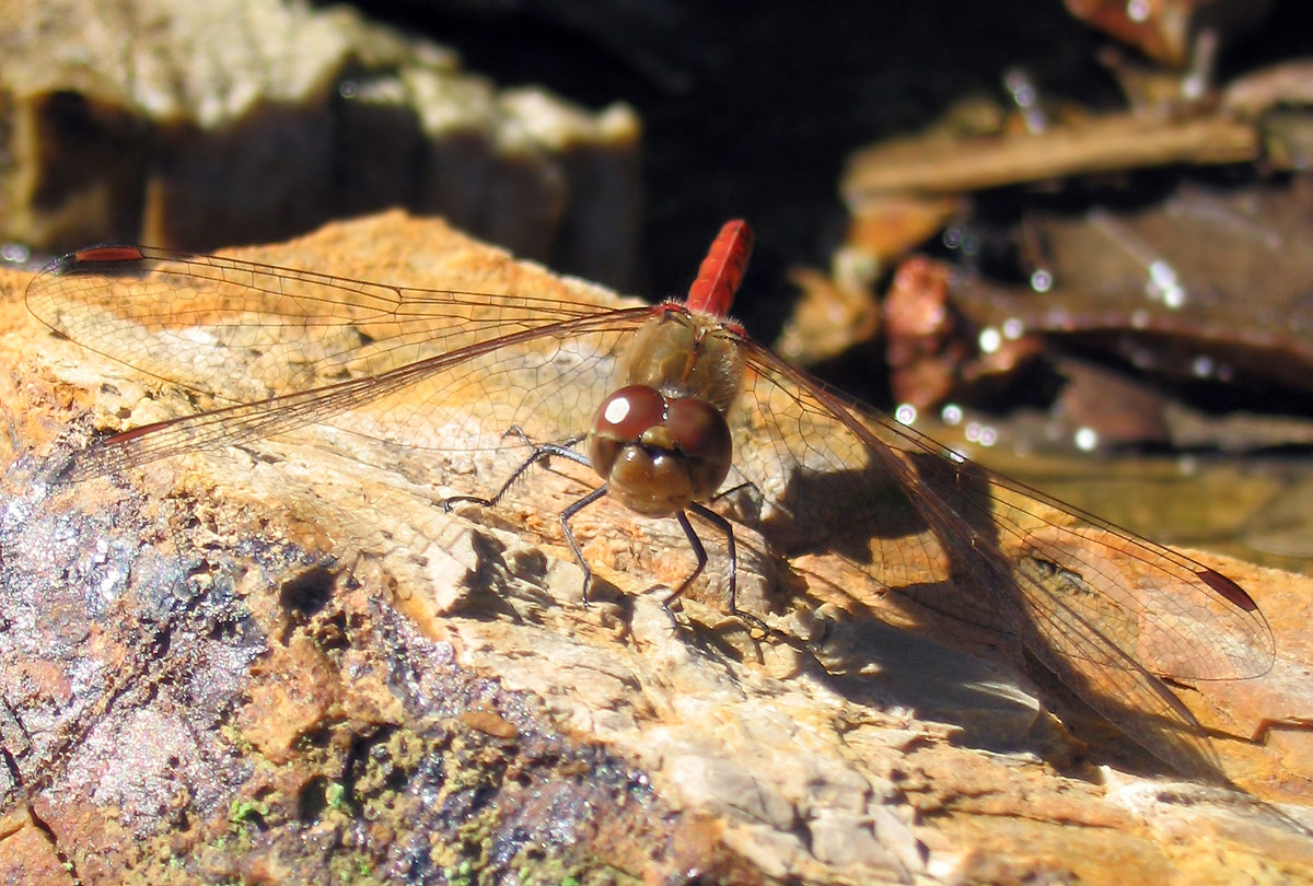 Sympetrum striolatum (Odonata, Libellulidae)