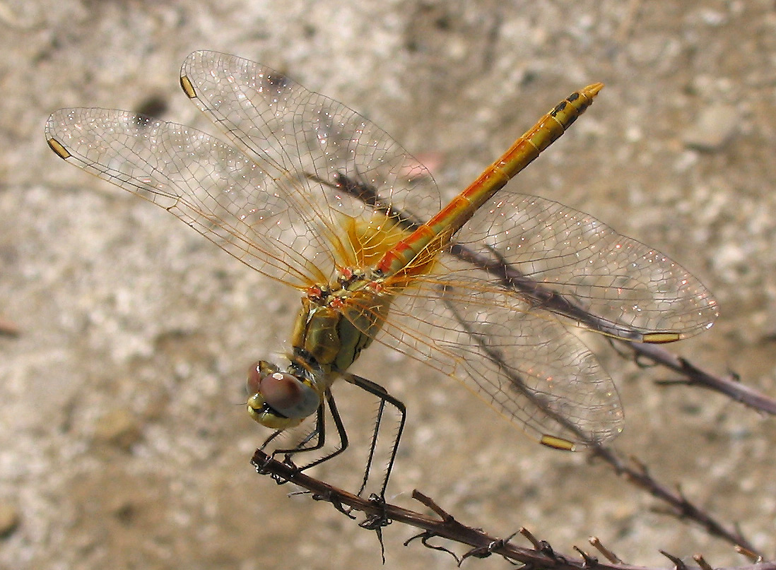 Odonata: Sympetrum fonscolombii (maschio immaturo)