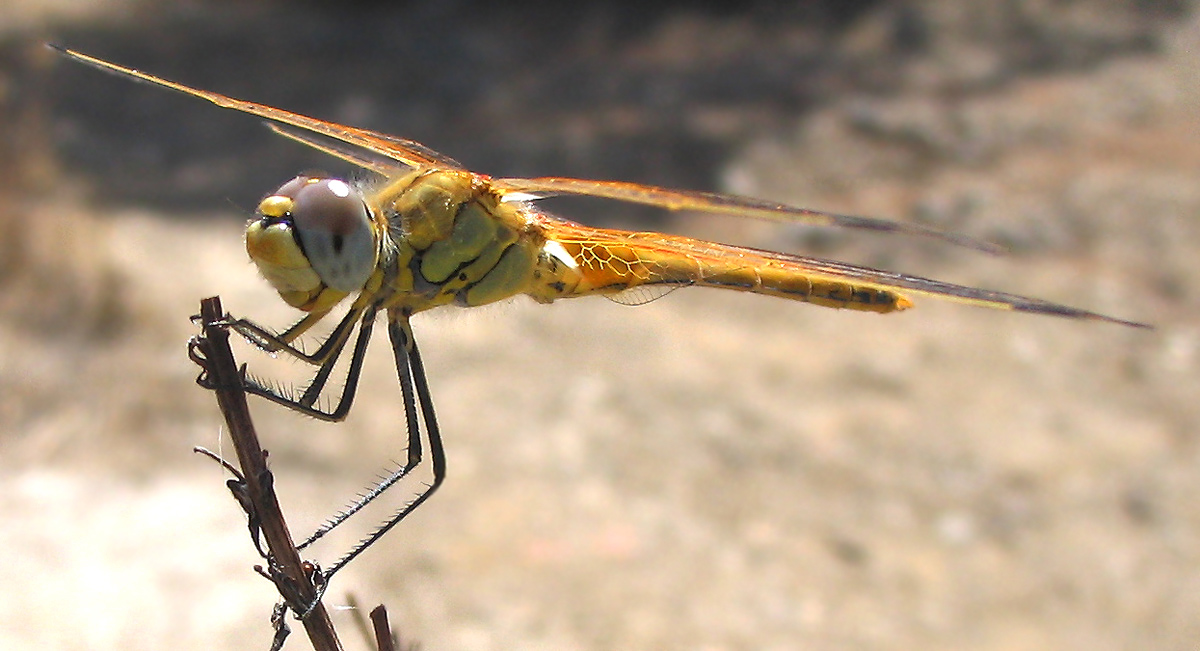 Odonata: Sympetrum fonscolombii (maschio immaturo)