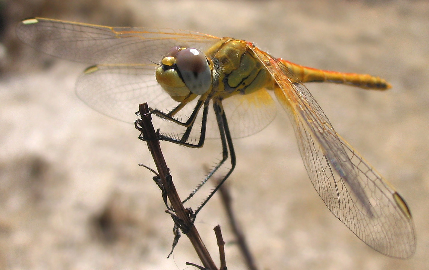 Odonata: Sympetrum fonscolombii (maschio immaturo)