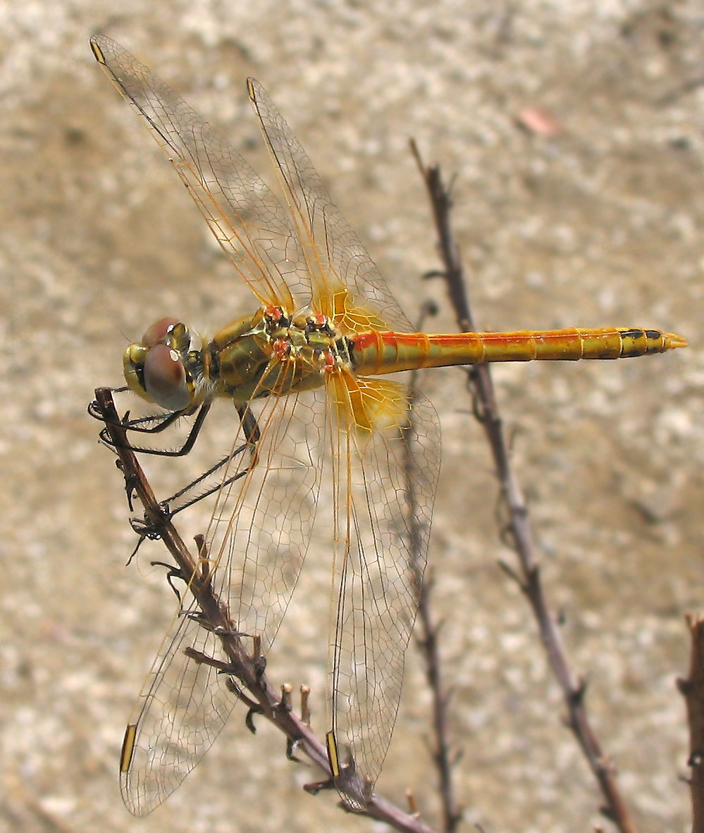 Odonata: Sympetrum fonscolombii (maschio immaturo)