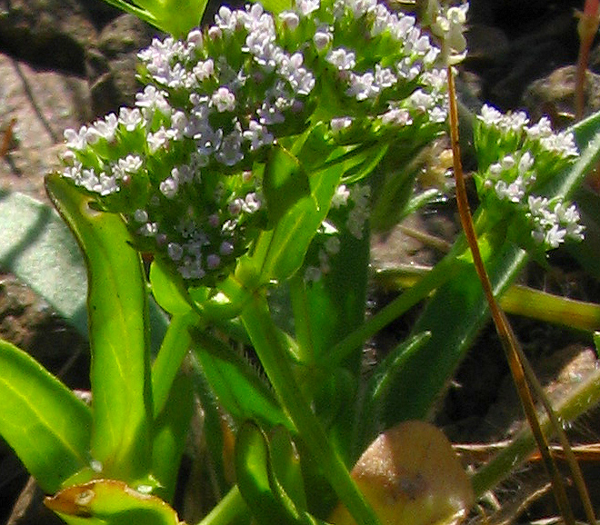 Sulle roccaglie, da determinare - Valerianella sp.