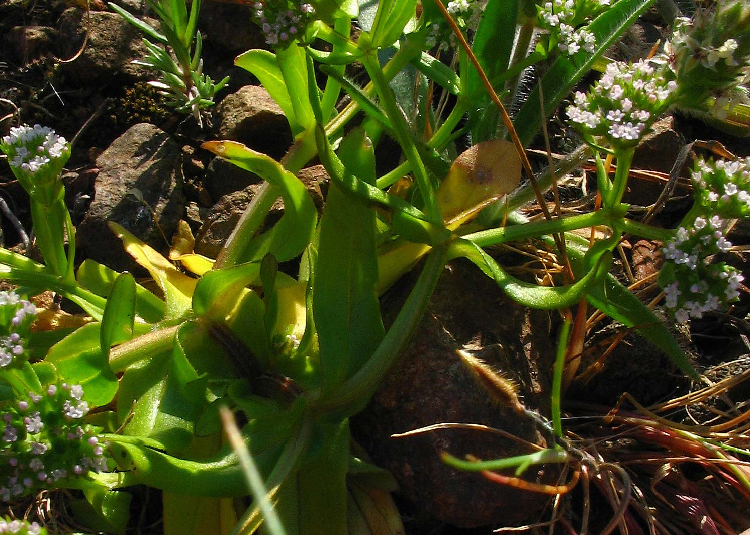 Sulle roccaglie, da determinare - Valerianella sp.