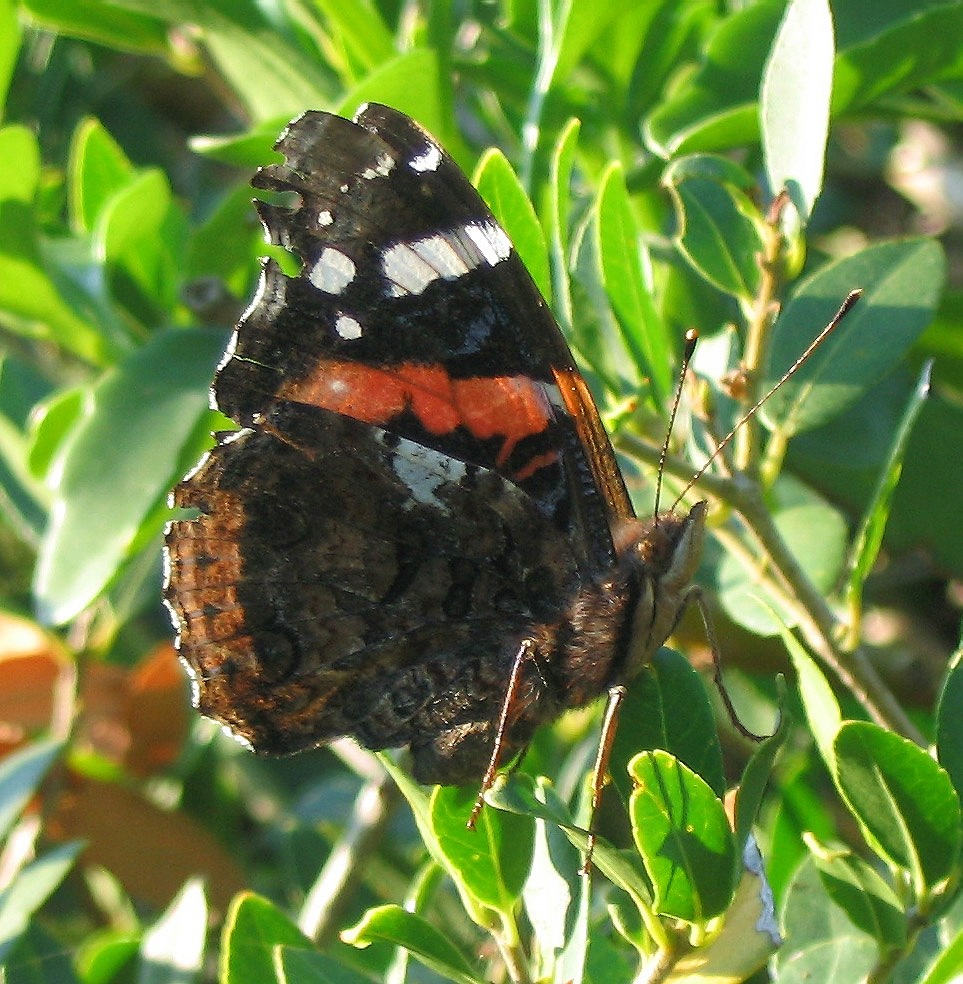 Vanessa atalanta