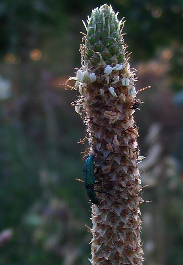 Oedemera nobilis e Psilothrix viridicoerulea