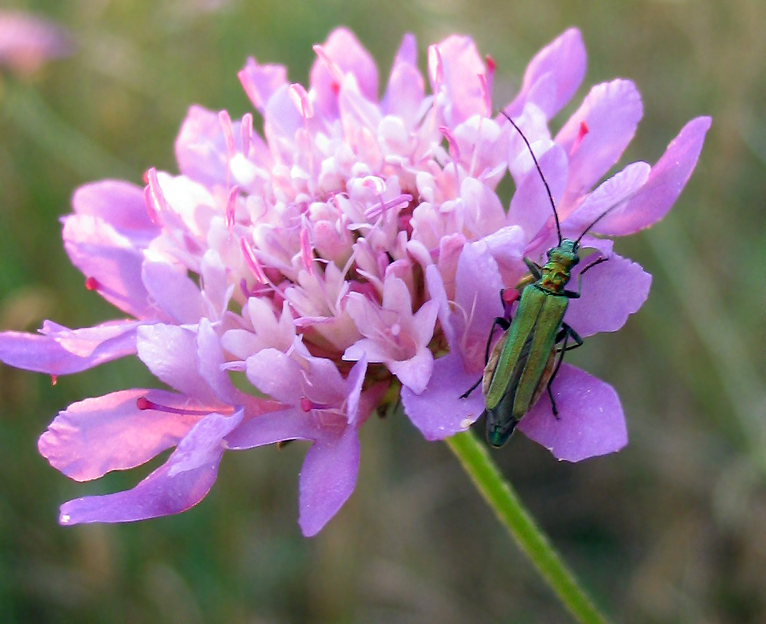 Oedemera nobilis e Psilothrix viridicoerulea