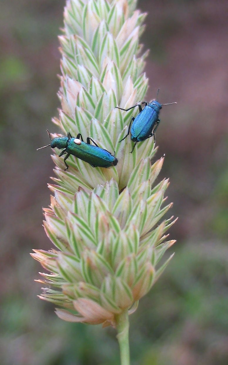 Oedemera nobilis e Psilothrix viridicoerulea
