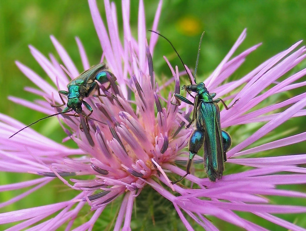 Oedemera nobilis e Psilothrix viridicoerulea