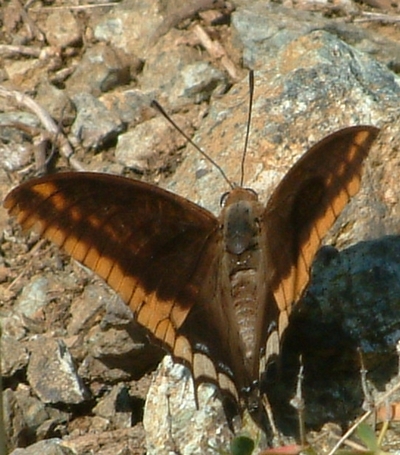 Charaxes jasius