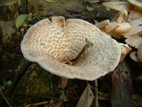 Aiuto x identificazione