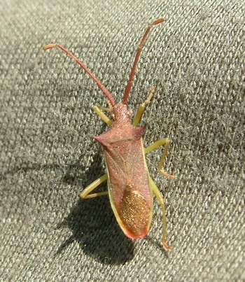 Gonocerus insidiator