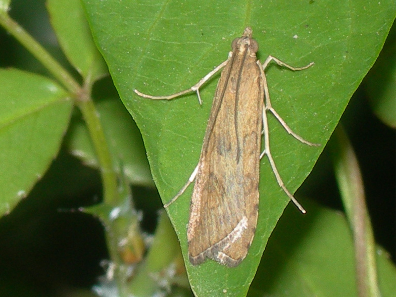 Nomophila noctuella