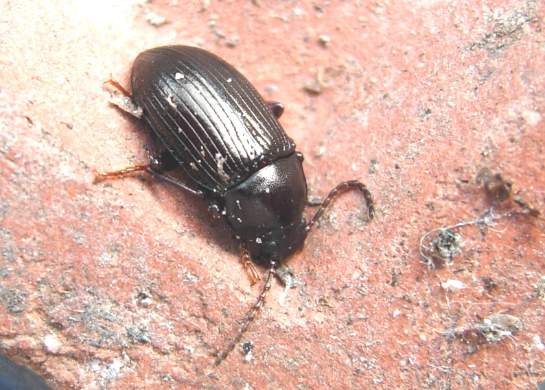 Nalassus dryadophilus (Coleoptera, Tenebrionidae)