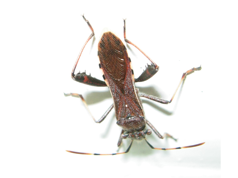 Grosso eterottero: Leptoglossus occidentalis