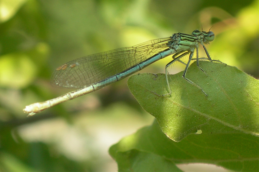 Platycnemis pennipes