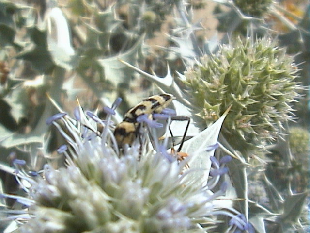 Chlorophorus varius (Cerambycidae)