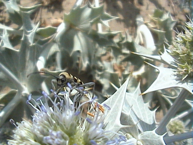 Chlorophorus varius (Cerambycidae)