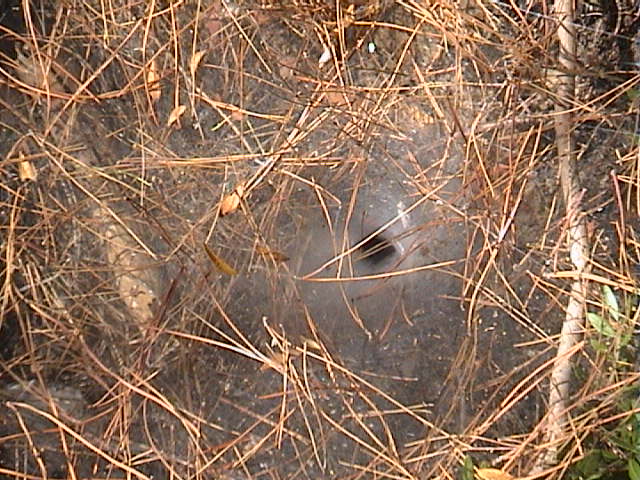 in pineta su una duna: Agelena labyrinthica (o Textrix?)
