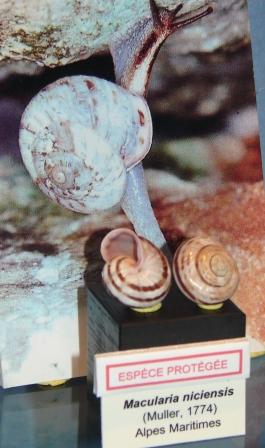 Macularia niciensis (Fèrussac, 1821) e Macularia santyvesi