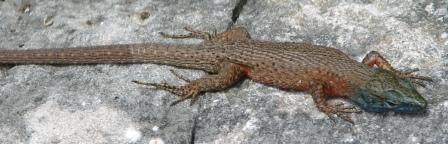 Algyroides nigropunctatus