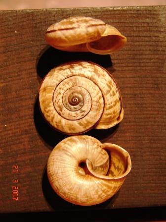 Chilostoma cingulatum colubrinum (De Cristofori & Jan, 1832)