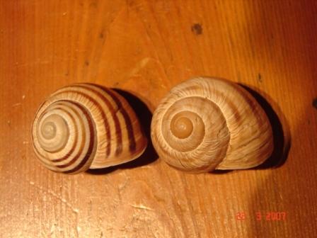 Helix (Helix) delpretiana Paulucci, 1878