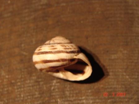 Cepaea (Cepaea) sylvatica (Draparnaud, 1801)