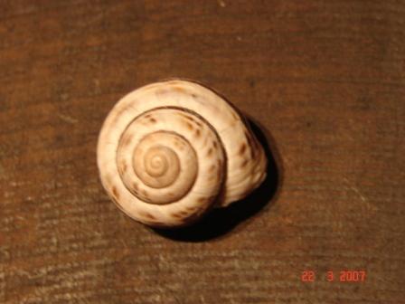 Cepaea (Cepaea) sylvatica (Draparnaud, 1801)