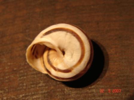 Cepaea (Cepaea) sylvatica (Draparnaud, 1801)