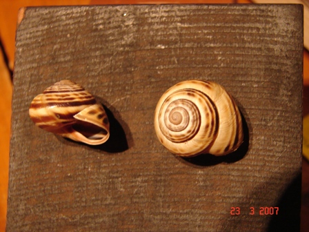 Cepaea (Cepaea) sylvatica (Draparnaud, 1801)