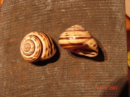 Cepaea (Cepaea) sylvatica (Draparnaud, 1801)