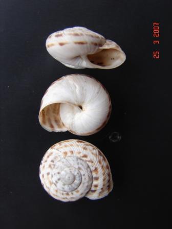 Marmorana (Ambigua) fuscolabiata (Rossmssler, 1842)