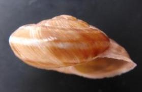 Macularia niciensis (Fèrussac, 1821) e Macularia santyvesi