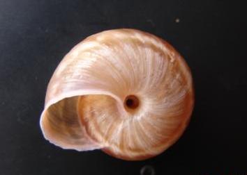 Macularia niciensis (Fèrussac, 1821) e Macularia santyvesi