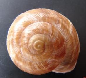 Macularia niciensis (Fèrussac, 1821) e Macularia santyvesi