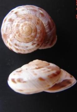 Macularia niciensis (Fèrussac, 1821) e Macularia santyvesi