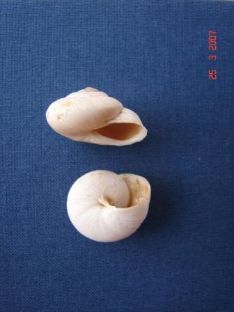Marmorana (Murella) nebrodensis (Pirajno, 1840)