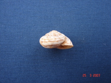 Marmorana (Ambigua) fuscolabiata (Rossmssler, 1842)