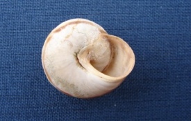 Marmorana (Ambigua) fuscolabiata (Rossmssler, 1842)