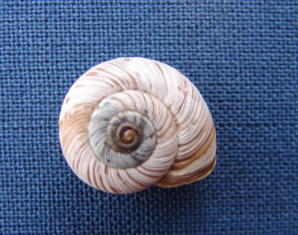 Pyrenaearia cantabrica cantabrica