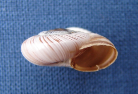 Pyrenaearia cantabrica cantabrica