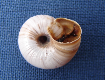 Pyrenaearia cantabrica cantabrica
