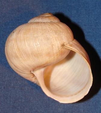 Helix pomatia particolare