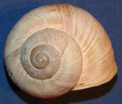 Helix pomatia particolare