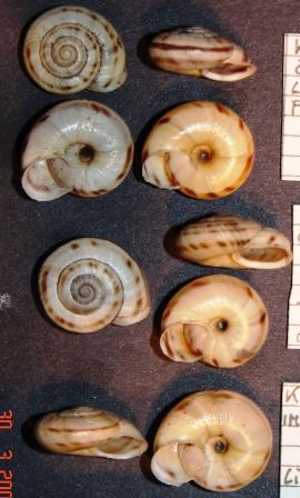 Chilostoma (Kosicia) intermedium (Frussac, 1821)