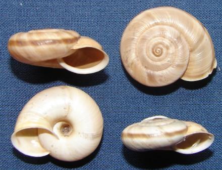 Chilostoma cingulatum infernale