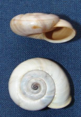 Chilostoma cingulatum ssp?????