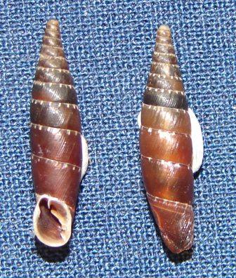 Charpentieria (Itala) itala punctata (Michaud, 1831)